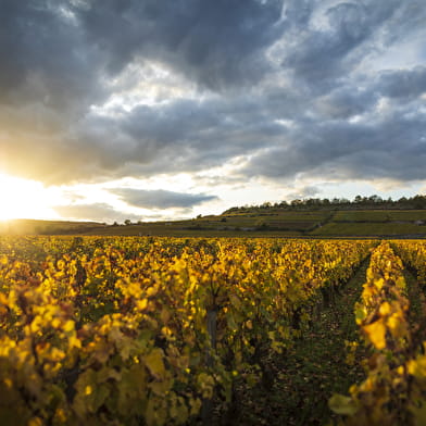 Olivier Leflaive - Wine Bike Experience 