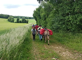 Donkey Ane, les ânes du Petit bonheur 21 - SAINT-GERMAIN-LE-ROCHEUX