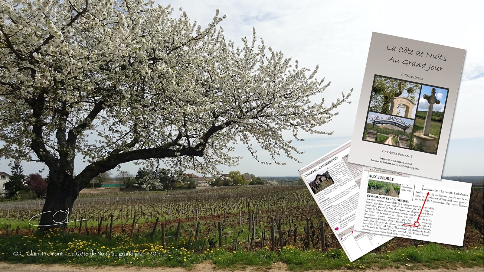 Côte de Nuits au Grand Jour - Reading discovery tour