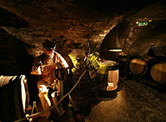 OenoCentre Ampélopsis  - MASSINGY