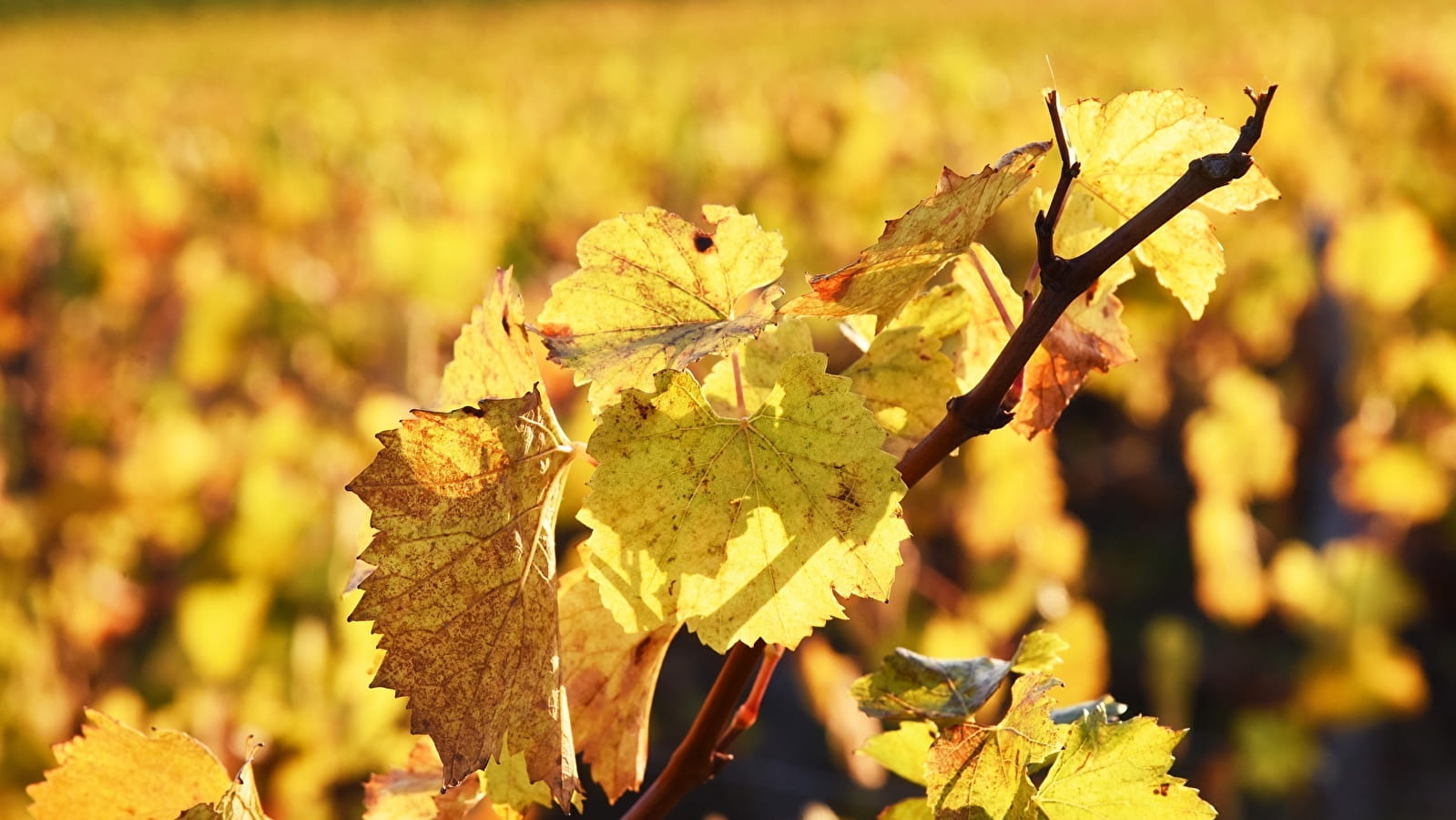 Millebuis par les Vignerons de Buxy