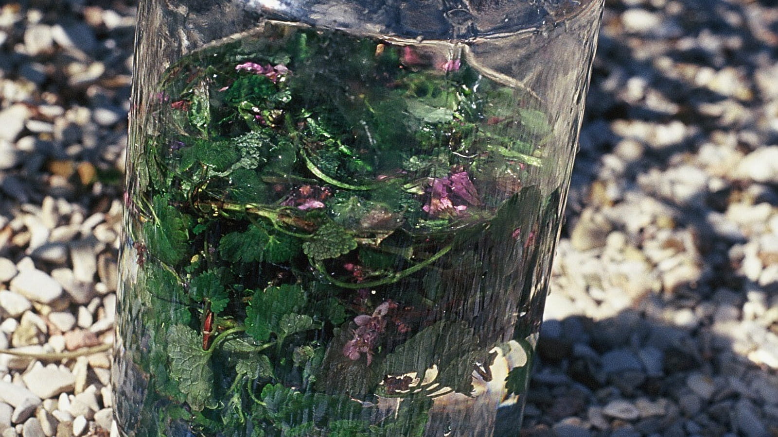 Les bienfaits des bourgeons des arbres pour notre santé