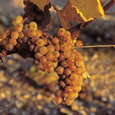 L’ART DE LA DÉGUSTATION : RÉVEILLEZ VOS SENS !