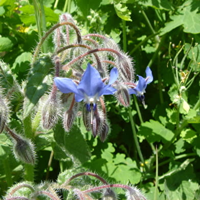 Les bienfaits des bourgeons des arbres pour notre santé