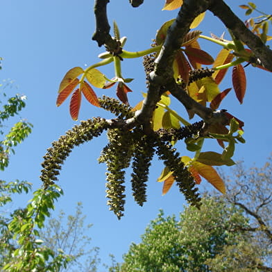 Les bienfaits des bourgeons des arbres pour notre santé