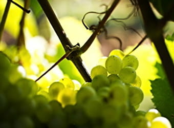 Bourgogne Gold Tour - Beaune - BEAUNE